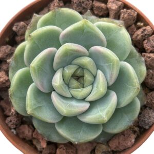 Echeveria Baroque