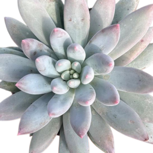 Pachyveria Angel Fingers