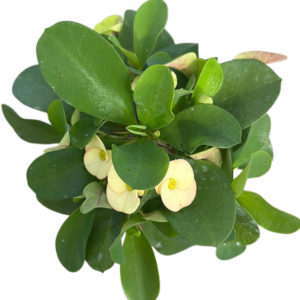 Euphorbia Milii Amarilla (Corona de Cristo)