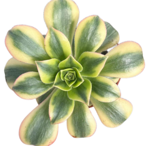 Aeonium Floresens