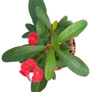 Euphorbia Milii Roja (Corona de Cristo)