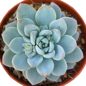 Pachyphytum cv Frevel