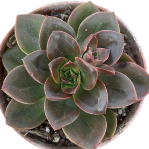 Echeveria Melaco