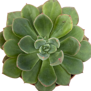 Echeveria Joan Daniel