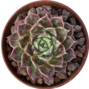 Echeveria Seashell