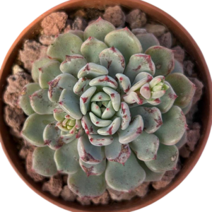 Echeveria Lucky Bubble