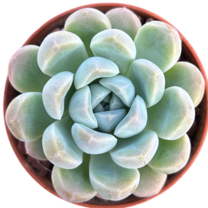 Echeveria Cream Beauty