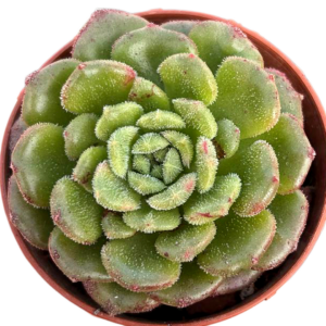 Echeveria Fantasia Carol