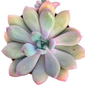 Pachyveria Thunderbird