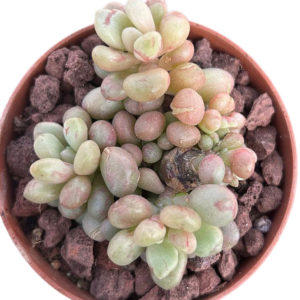 Graptoveria Avant-Garde