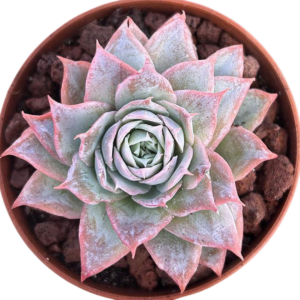 Echeveria Boeil Rose