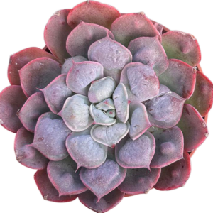Echeveria Raindrops