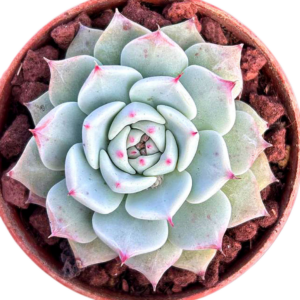 Echeveria Golden Quartz