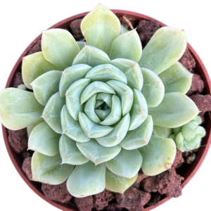 Echeveria White Swan