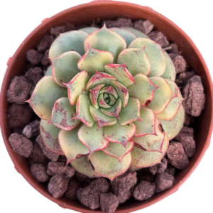 Echeveria Longissima
