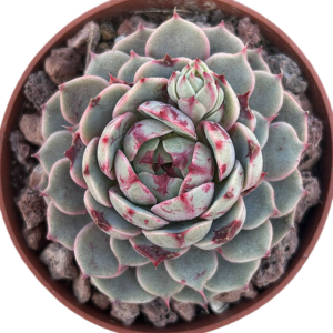 Echeveria Ben Badis