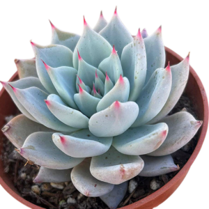 Echeveria Wedding Ring