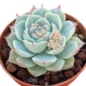 Echeveria Golden Quartz