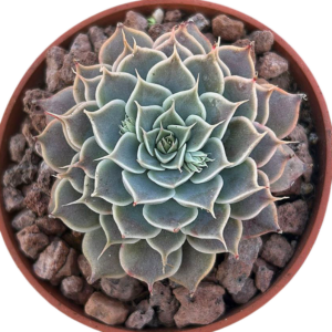 Echeveria Long Eyelash