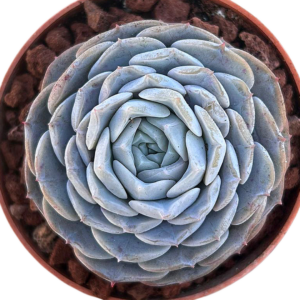 Echeveria Pure Love