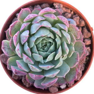 Echeveria Butterfly Wings