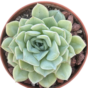 Echeveria White Swan