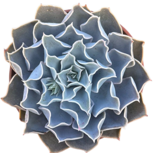 Sedum Sinforosanum x Echeveria Runyonii