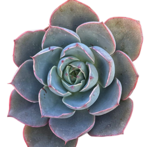 Echeveria Hera