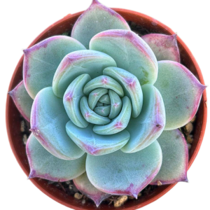 Echeveria Desert Harmony