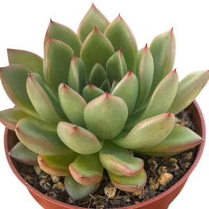Echeveria Agavoides x Pulidonis