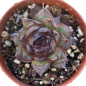 Echeveria Black Bear