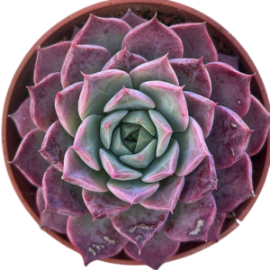 Echeveria Seashell