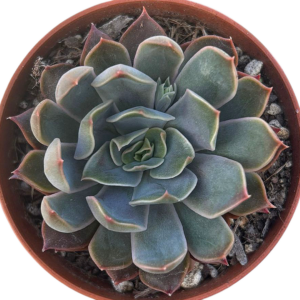 Echeveria Pulidonis Green x Lilacina