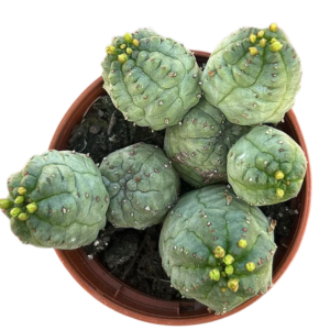 Euphorbia Pseudoglobosa