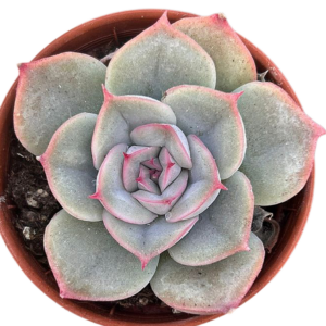 Echeveria Hercules