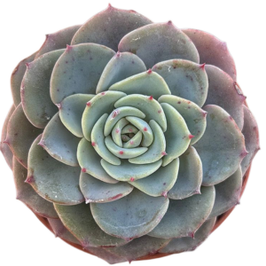 Echeveria Swirl