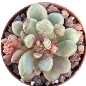 Graptoveria Avant-Garde
