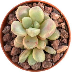 Graptoveria Avant-Garde