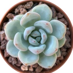 Echeveria Star Snow
