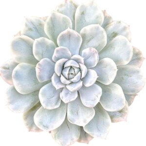 Echeveria Elegans 'Mexican Snowball' Variegada
