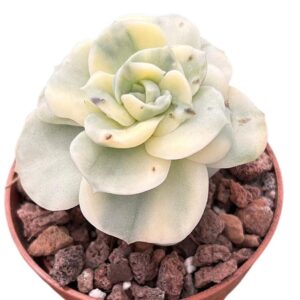 Graptoveria Lovely Rose Variegada