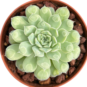 Echeveria Heart Choice