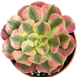 Aeonium Verna