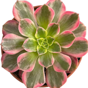 Aeonium Anna Variegado