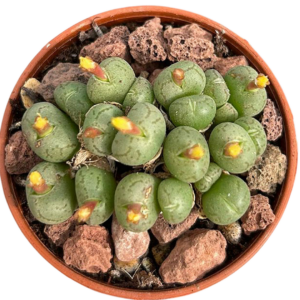 Conophytum Uviforme
