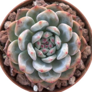 Echeveria Ariel
