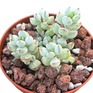 Cotyledon Pendens