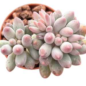 Pachyphytum Machucae (Baby Fingers)
