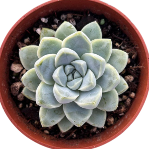 Echeveria Albicans