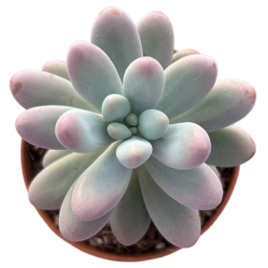 Sedum Patrick Star